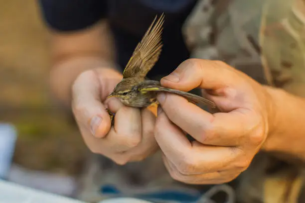 Sonhos de um Ornithologist: Interpretação através de Sonhos