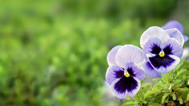 Interpretação dos Sonhos com Pansies: Insights dos Sonhos de Miller, Vanga, Freud e o Sonhador Muçulmano