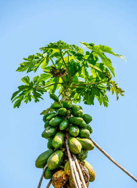 Interpretação de Sonhos: A Visão do Papaha