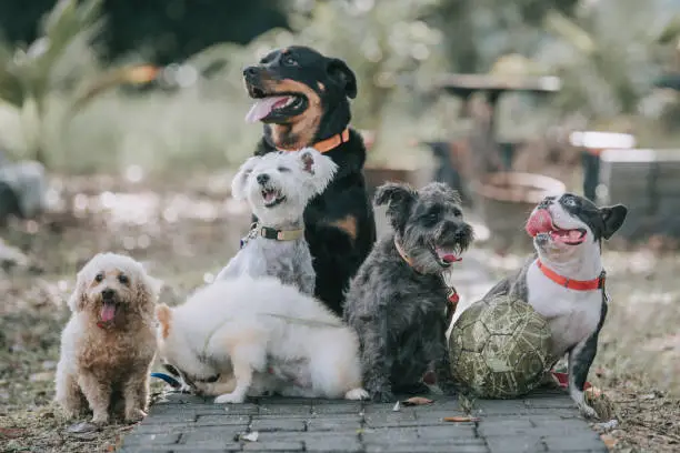 Interpretação dos Sonhos: O Que Sonhar com Pedigree Pode Significar?