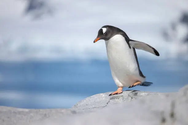 Interpretação de Sonhos com Pinguins: Uma Perspectiva Oracular