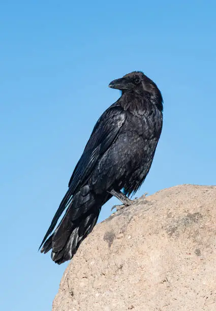 Interpretação dos Sonhos sobre Perches