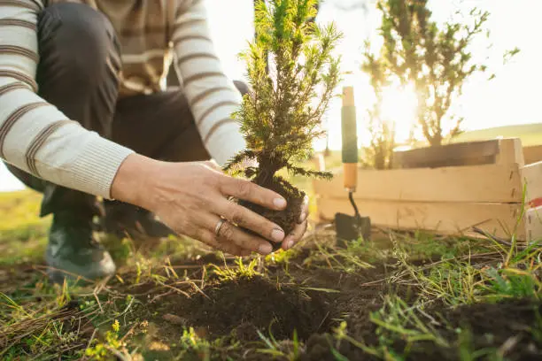 Interpretações dos Sonhos sobre Plantar