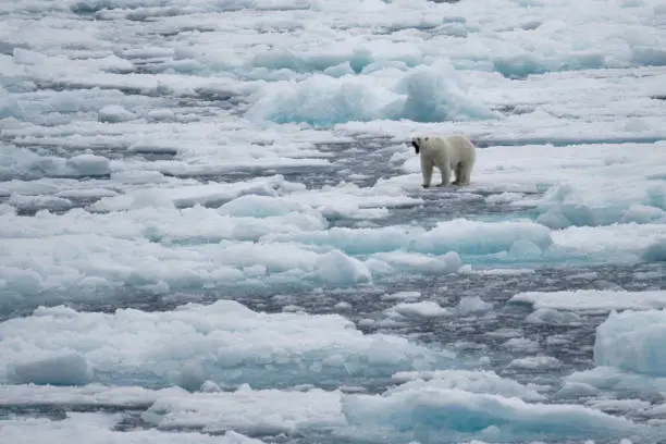 Interpretação dos Sonhos: O Urso Polar