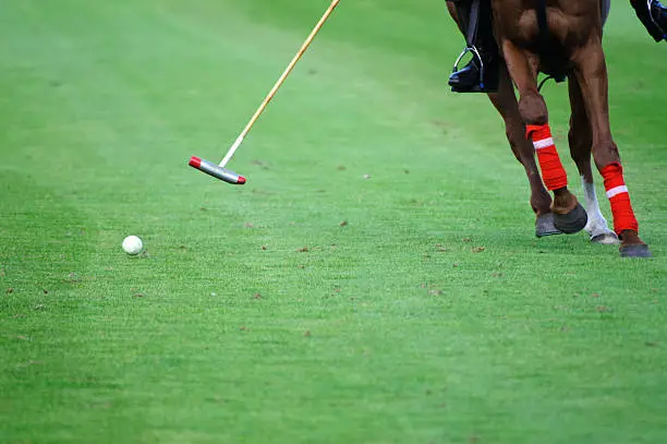 Interpretação de Sonhos sobre Polo