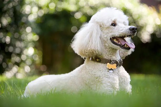 Interpretação dos Sonhos com Poodles