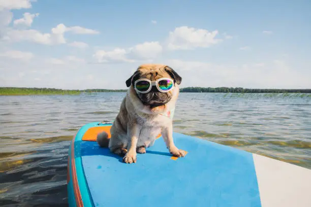 Interpretação dos Sonhos com Pug: Visões de um Oráculo