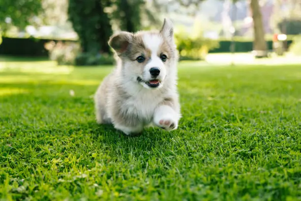 Interpretação dos Sonhos: Sonhar com um Cachorrinho