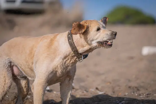 Interpretação dos Sonhos: Rabies e suas Implicações