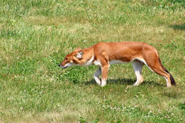 Interpretação de Sonhos: O que Sonhar com Cães significa?