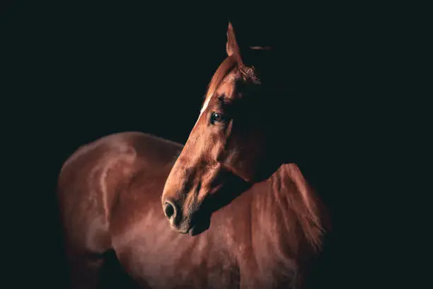 Interpretação de Sonhos: O Cavalo Vermelho