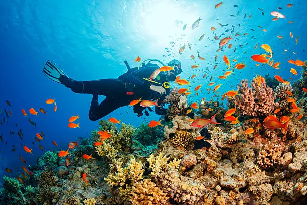 Interpretação dos Sonhos sobre Espinhas