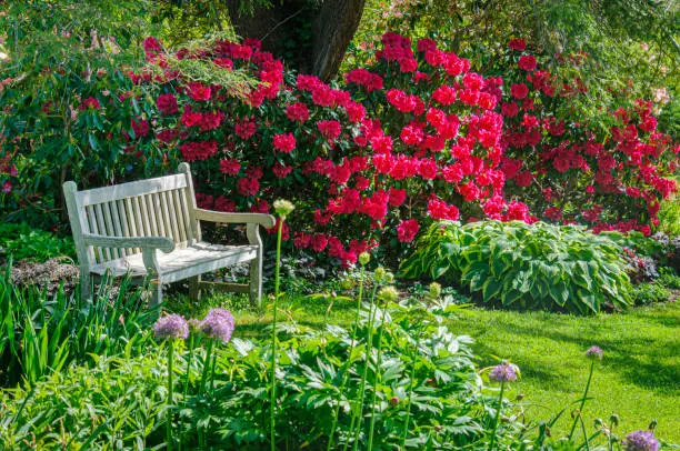 Interpretação dos Sonhos com Rododendro