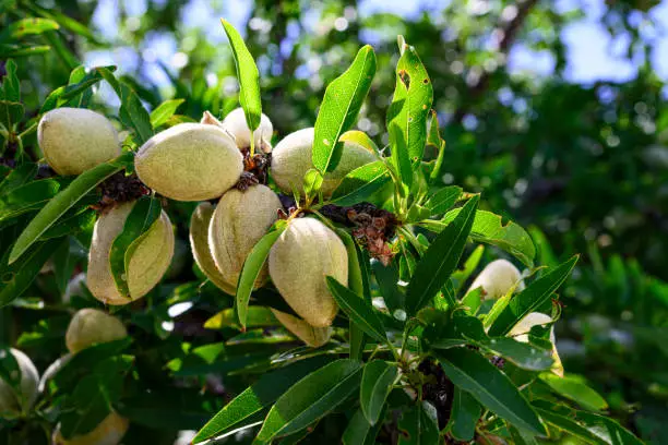 Interpretação dos Sonhos sobre Frutas Ricas