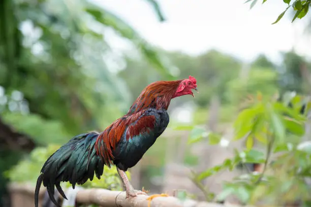 Interpretação de Sonhos: O Galo como Símbolo das suas Aspirações