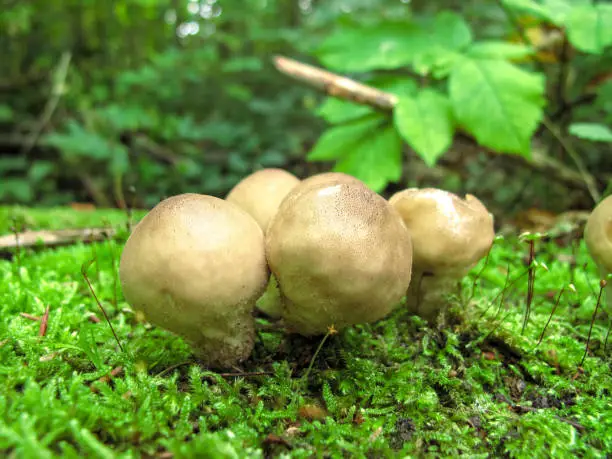 Interpretação dos Sonhos: Sonhar com Russula