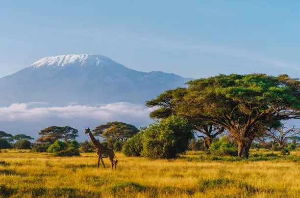 Interpretação dos Sonhos sobre Safari: Uma Análise Profunda