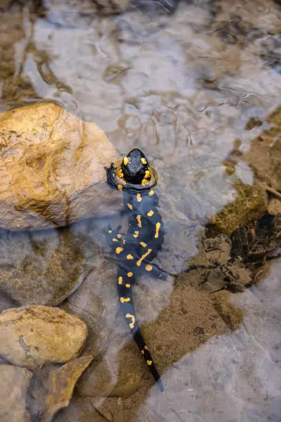 Interpretação dos Sonhos: O Salamandra como Símbolo de Transformação e Renascimento