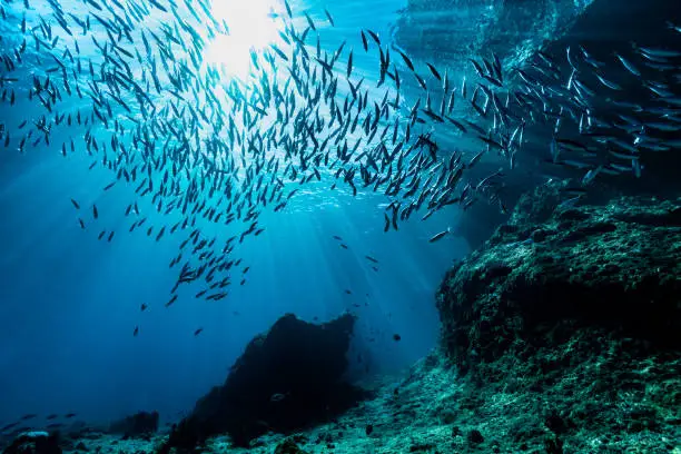 Sonhos sobre o Fundo do Mar: Interpretações de um Oráculo