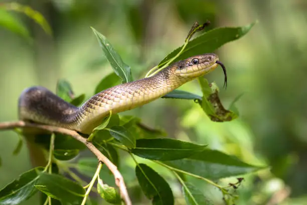 Interpretação do Sonho com Serpente: Perspectivas dos Oráculos