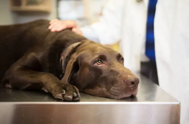 Interpretação dos Sonhos sobre Cachorros Doentes