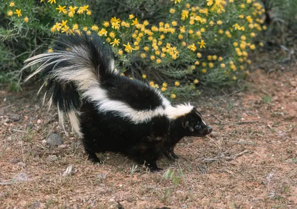 Interpretação dos Sonhos com Skunk