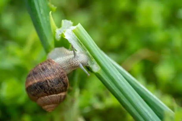 Interpretação dos Sonhos com Caracol: Significados de Diferentes Perspectivas