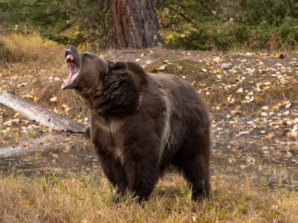 Interpretando Sonhos: O Que Significa Sonhar com Snarl