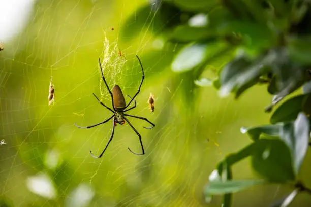 Interpretação do Sonho com Aranha: Significados e Perspectivas