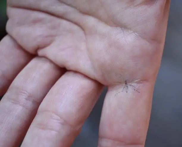 Interpretação dos Sonhos: Picada de Aranha