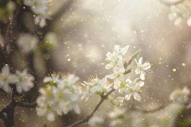 Interpretação dos Sonhos: A Primavera como Símbolo de Esperança e Renovação