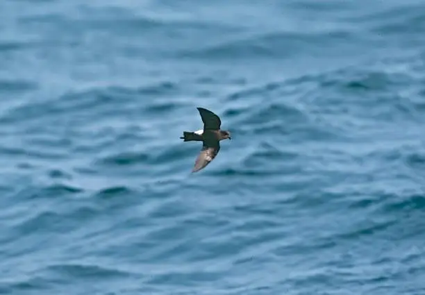 Interpretação do Sonho com o Stormpetrel