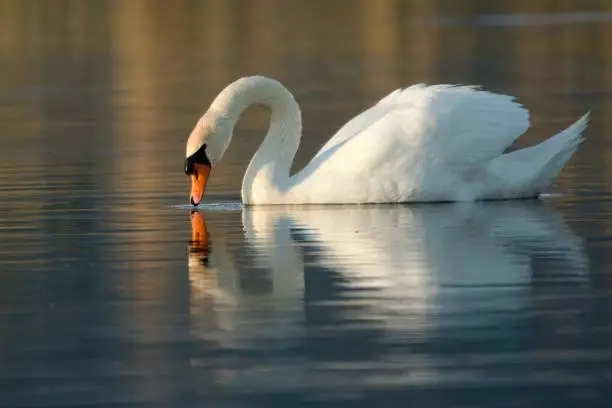 Interpretação do Sonho com Cisne: Significados e Simbolismos