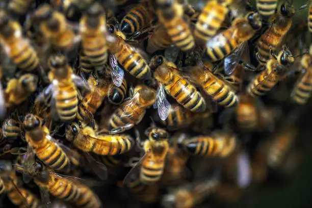 Interpretação dos Sonhos Segundo Millet e Outros Métodos