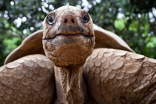 Interpretação dos Sonhos: O Que Significa Sonhar com Tartarugas