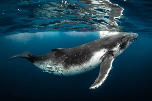 Interpretação de Sonhos: Sonhar com o Mar e o Mundo Subaquático