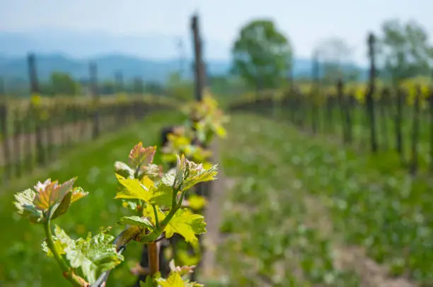 Interpretação dos Sonhos com Vinhas: Uma Análise Oracular