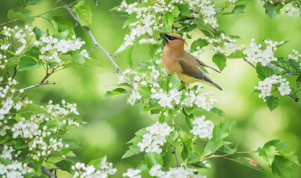 Interpretação dos Sonhos com o Waxwing