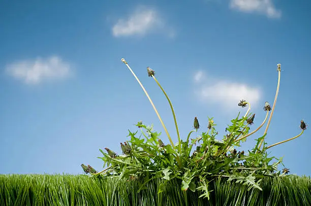 Interpretação dos Sonhos sobre Maconha: Uma Perspectiva Mística