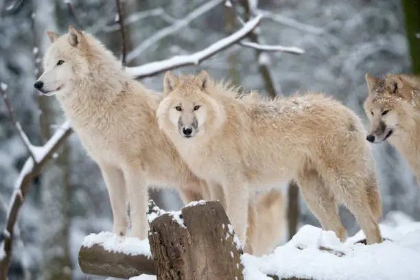 Interpretação dos Sonhos: O Lobo Branco