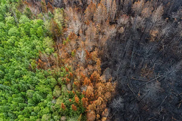 Interpretação do Sonho com Incêndio Florestal