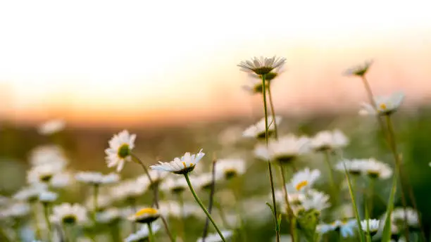 Interpretação dos Sonhos: Flores Silvestres