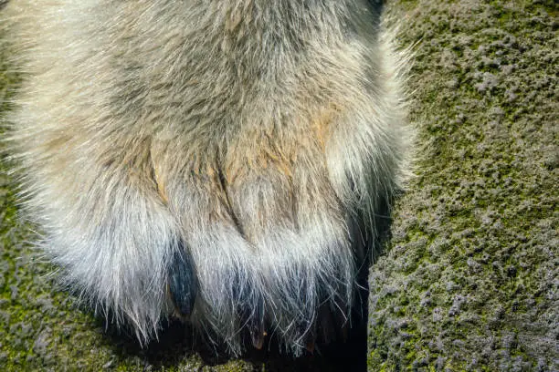 Interpretação do Sonho sobre Mordida de Lobo