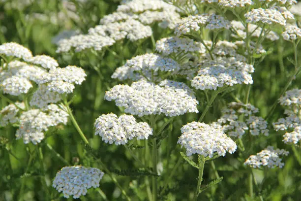 Interpretação dos Sonhos sobre Yarrow